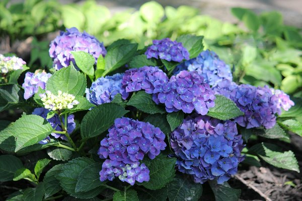 Investir dans une bibliothèque maison : avantages et inconvénients