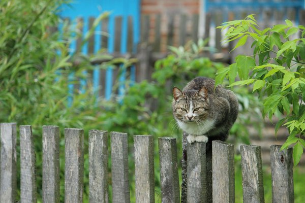 Clôture ganivelle : authenticité et durabilité pour délimiter vos espaces extérieurs